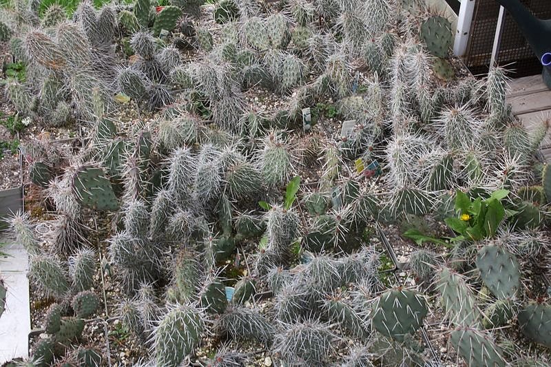 Kakkteen in Schernberg