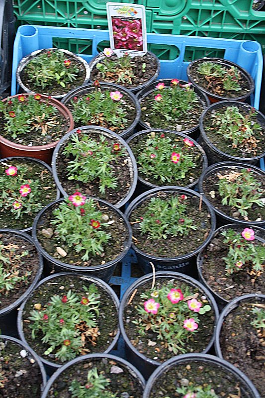 Kakkteen in Schernberg