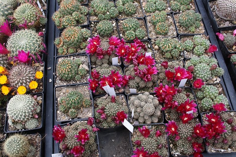 Kakkteen in Schernberg