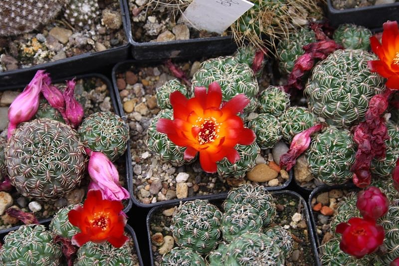 Kakkteen in Schernberg