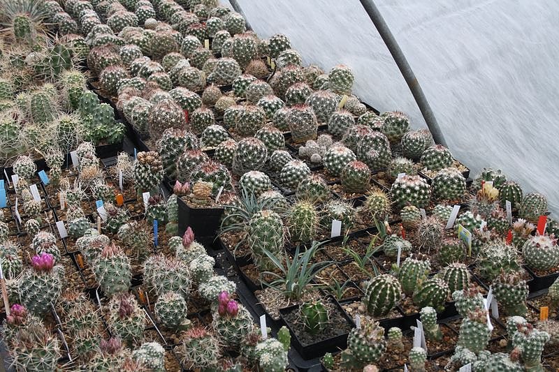 Kakkteen in Schernberg