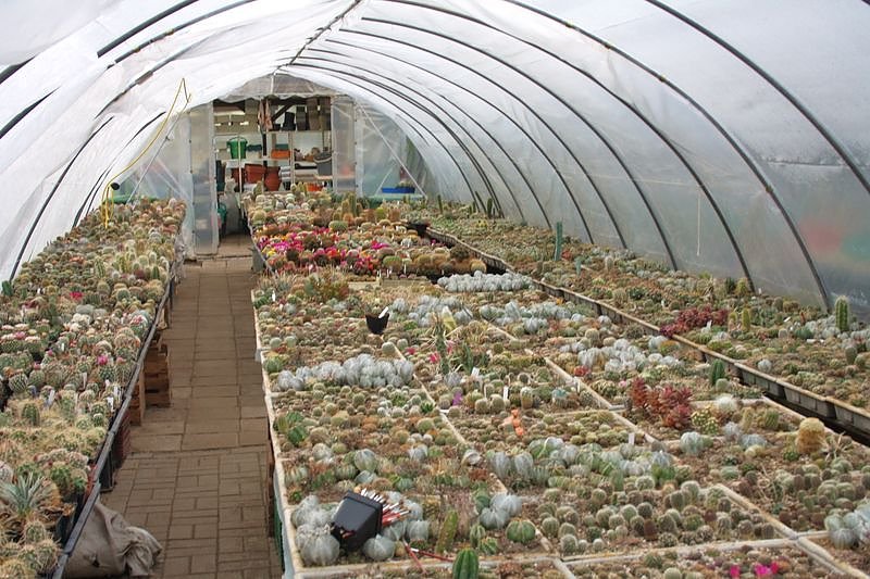 Kakkteen in Schernberg