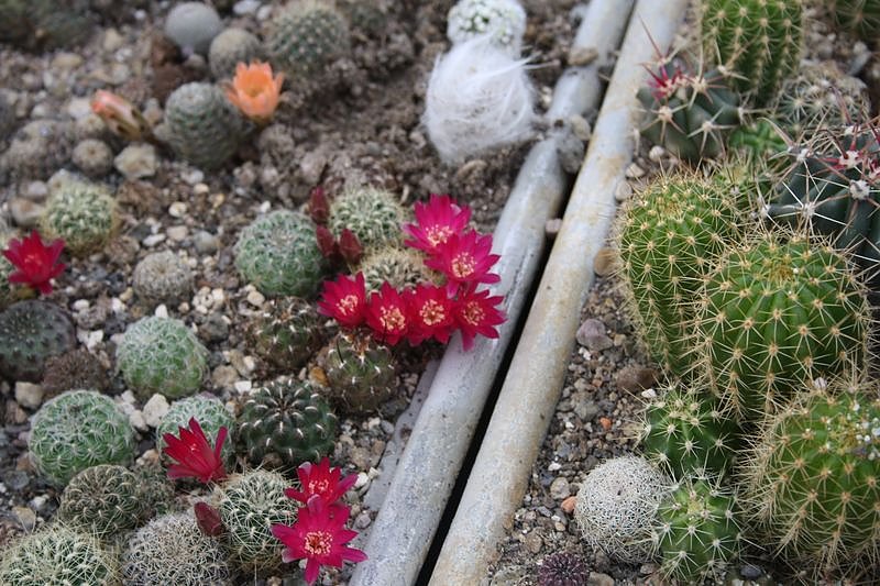 Kakkteen in Schernberg