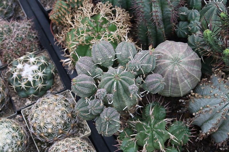 Kakkteen in Schernberg