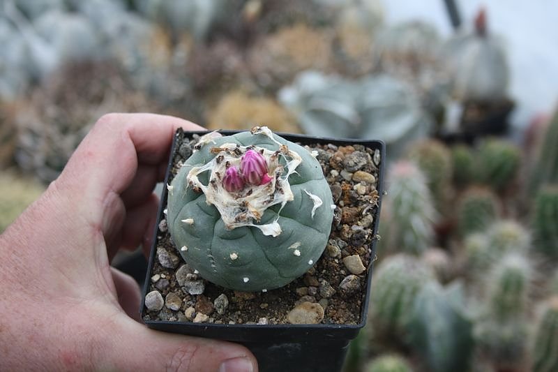 Kakkteen in Schernberg