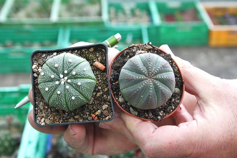 Kakkteen in Schernberg