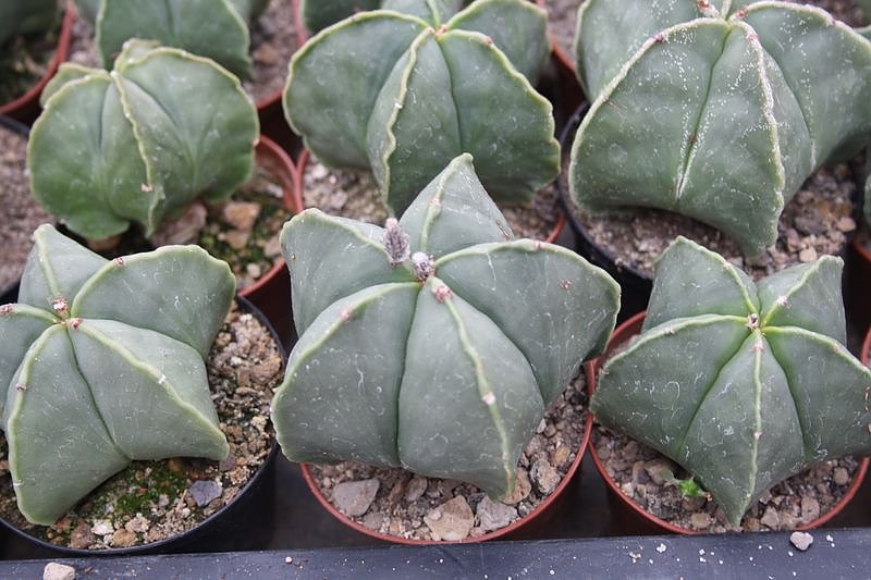 Kakkteen in Schernberg