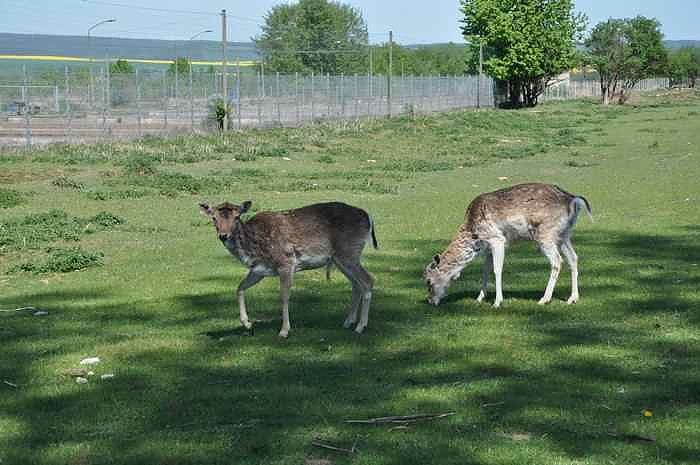 Fischfest in Auleben