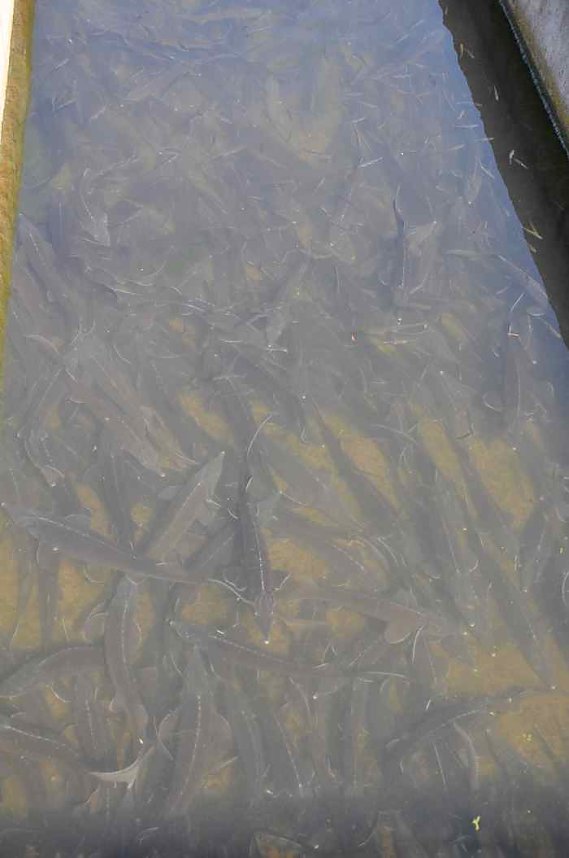 Fischfest in Auleben