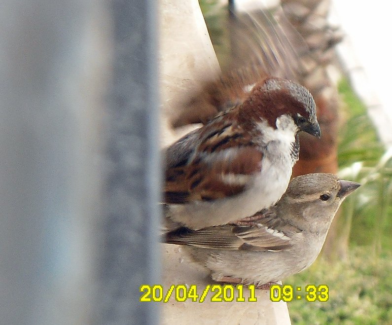 Amore auf der Balkonbr&uuml;stung