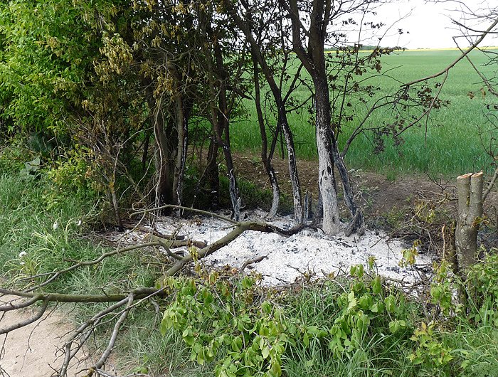 Baumpflege mit Feuer?