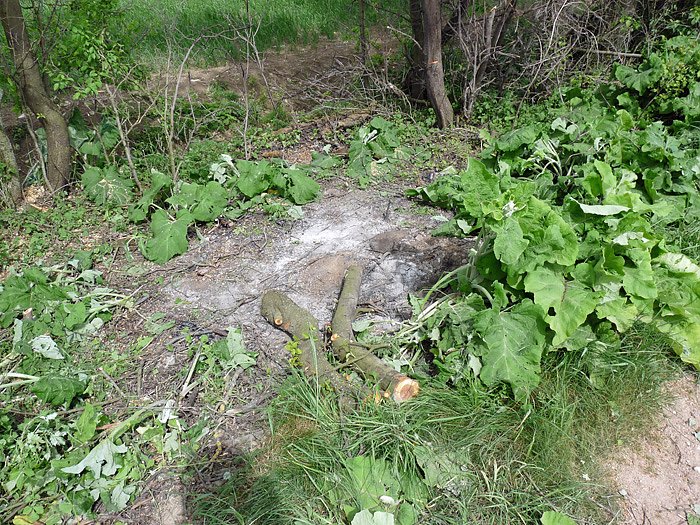 Baumpflege mit Feuer?