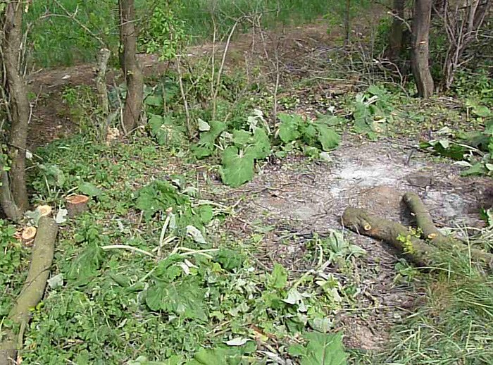 Baumpflege mit Feuer?