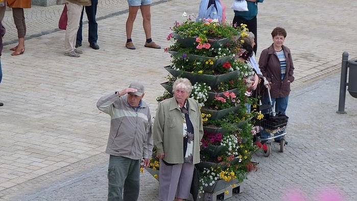 Fliederkrone gesetzt