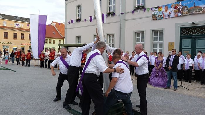 Fliederkrone gesetzt