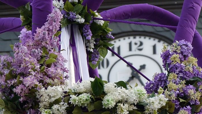 Fliederkrone gesetzt