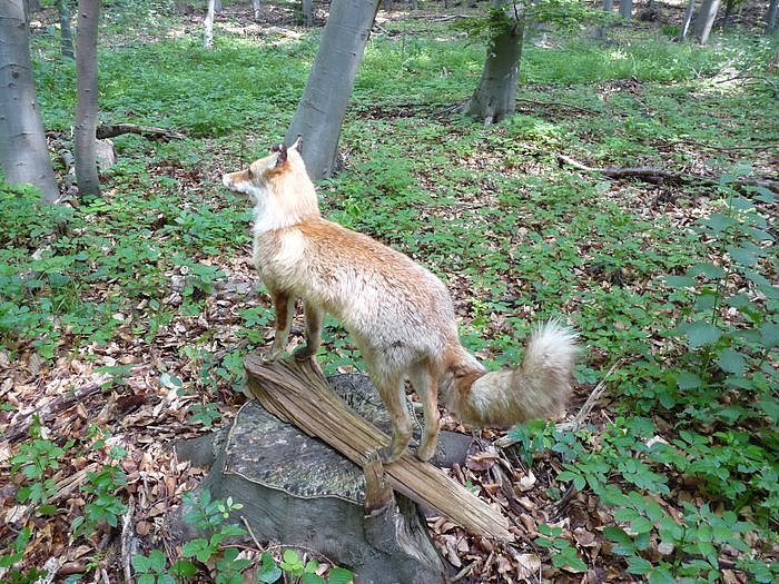 Waldjugendspiele begeisterten