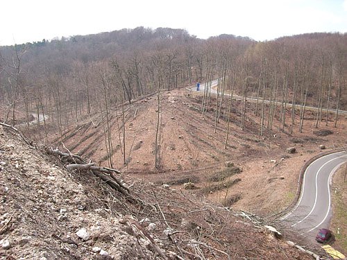 Abholzung am Kyffh&auml;user