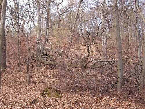 Im Kyffh&auml;userwald