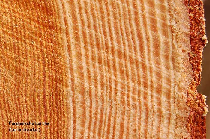 Europ&auml;ische L&auml;rche-Baum des Jahres 2012