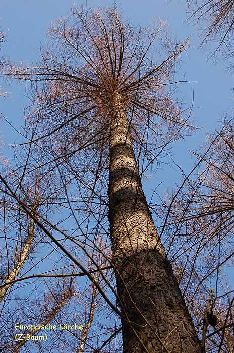 Europ&auml;ische L&auml;rche-Baum des Jahres 2012