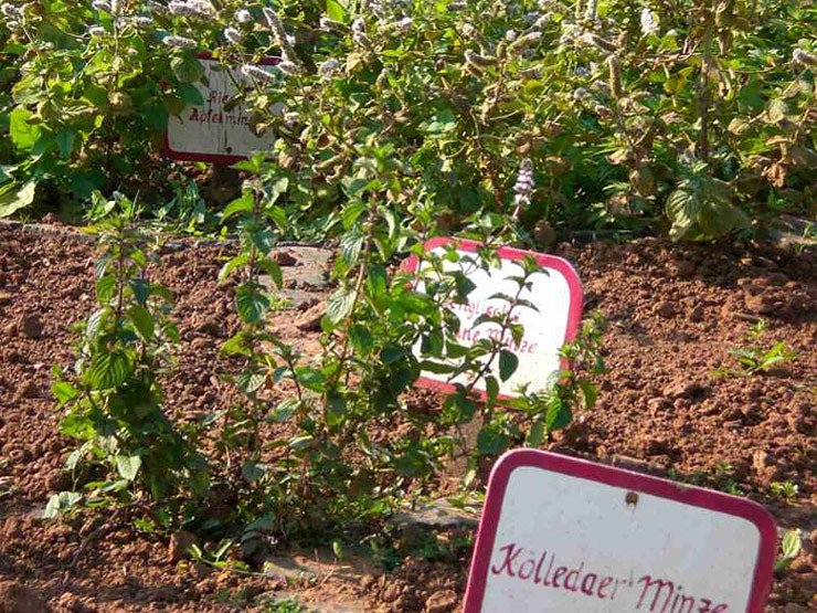 Kr&auml;utergarten Artern