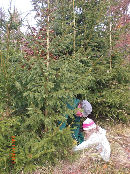Ein Tannenbaum f&uuml;r unsere Kindervilla