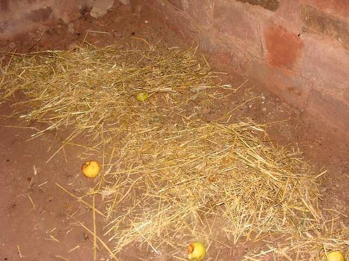 Rotbart und Rotmantel