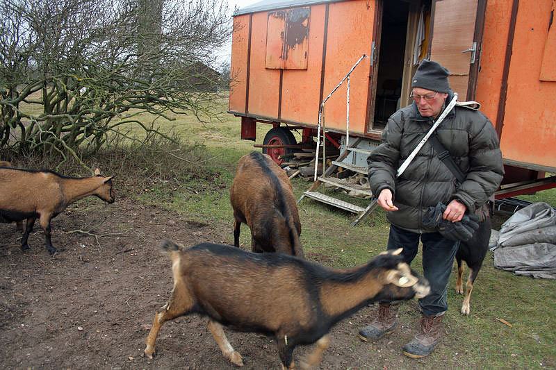 Meckerer auf dem Frauenberg