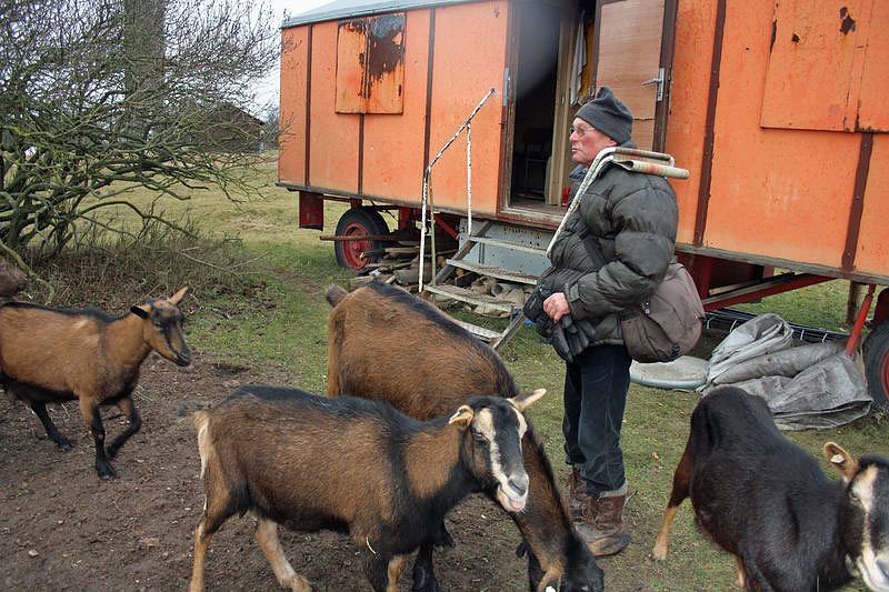 Meckerer auf dem Frauenberg