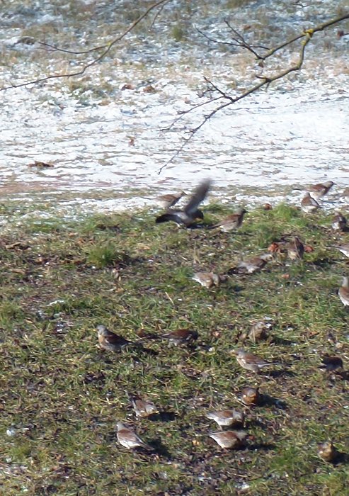 Unbekanntes Flugobjekt