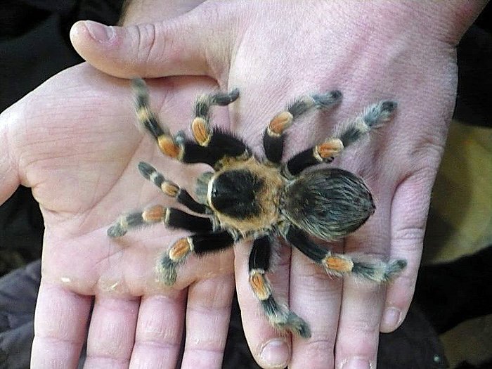 Die Welt der Riesenspinnen