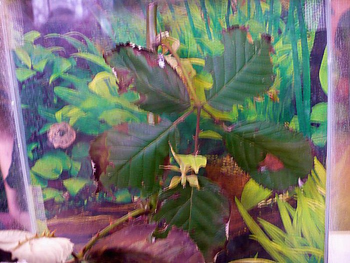 Die Welt der Riesenspinnen