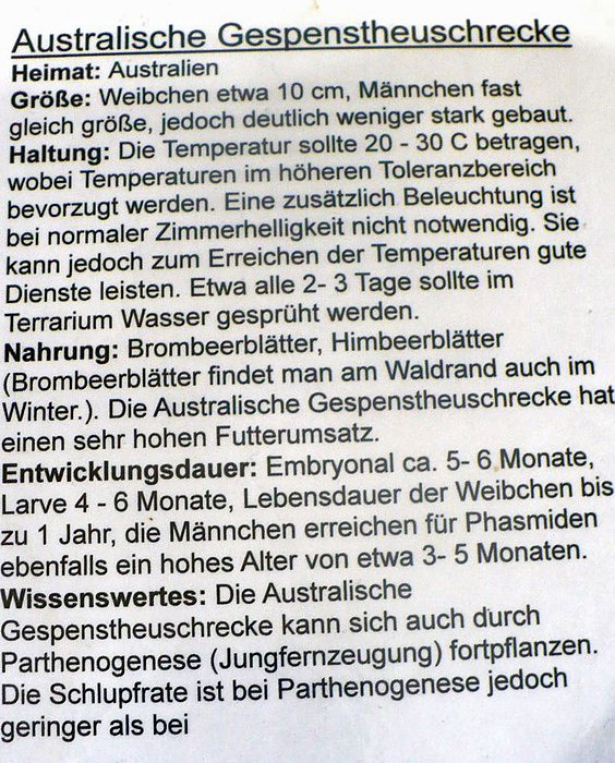 Die Welt der Riesenspinnen