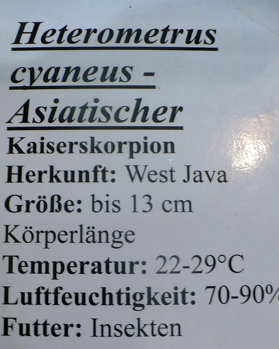 Die Welt der Riesenspinnen