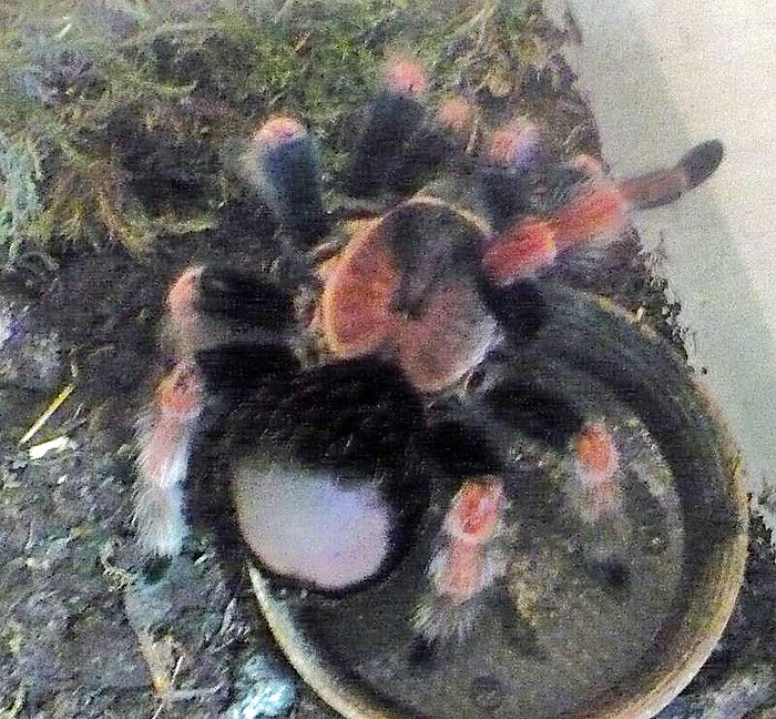 Die Welt der Riesenspinnen