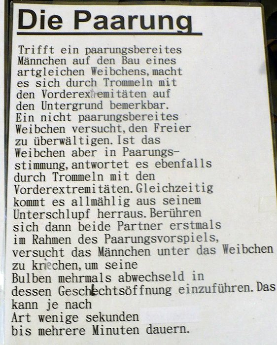 Die Welt der Riesenspinnen