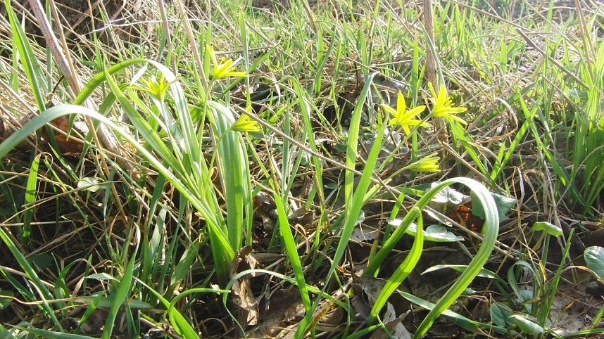 Die Pflanze von nebenan
