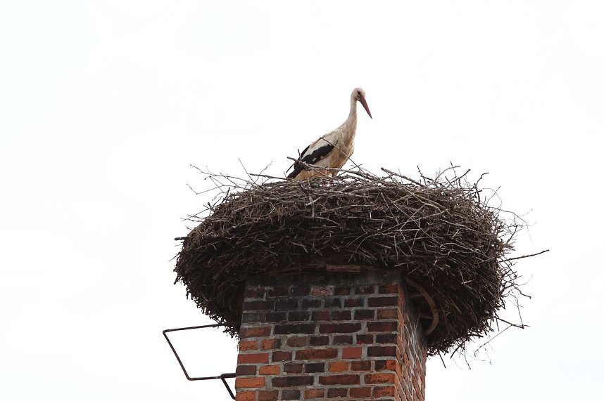 Jungst&ouml;rche werden beringt