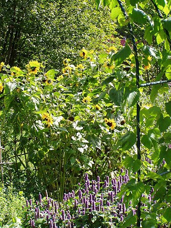 Kr&auml;uterfest Friedrichsrode