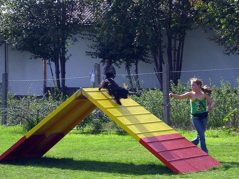 5. "Frankenhisser Hundetag"