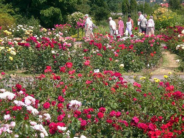 Geburtstag Rosarium