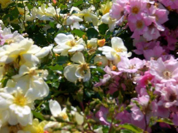 105 Jahre Europa-Rosarium