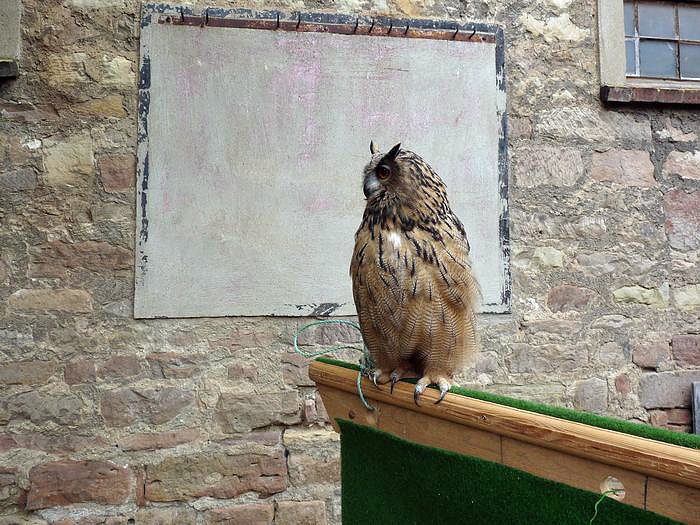 Der Trick mit den Stadtmusikanten