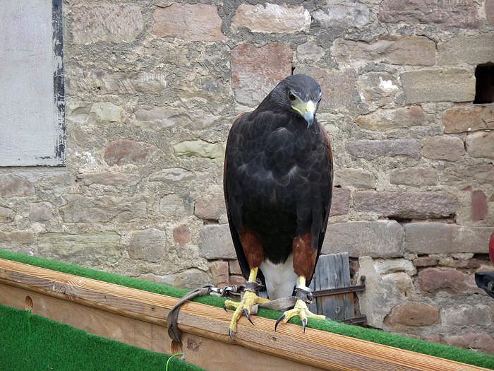 Der Trick mit den Stadtmusikanten