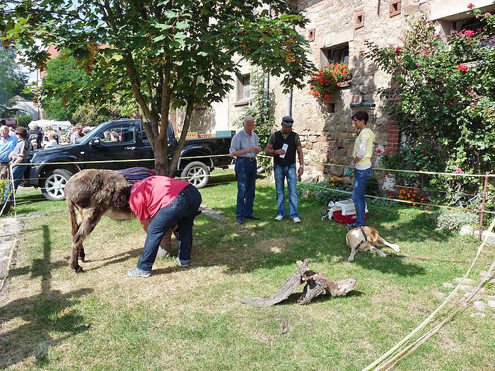 Der Trick mit den Stadtmusikanten