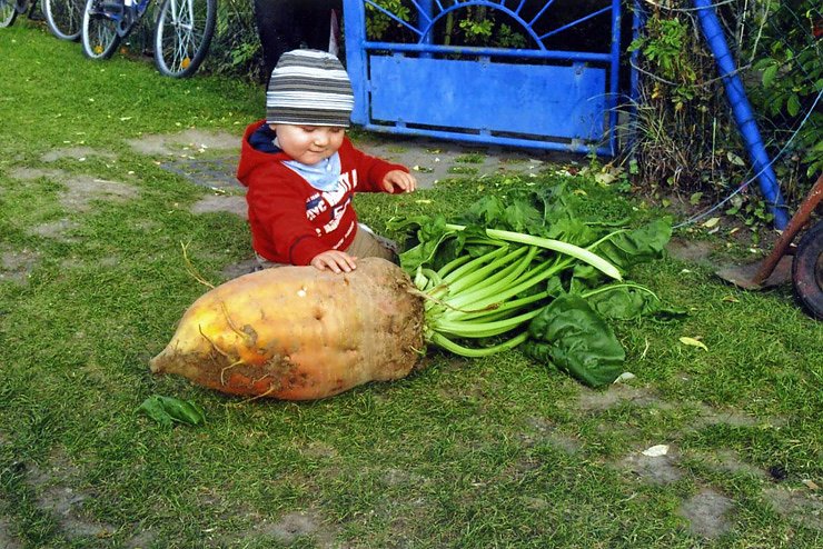 Herbstzeit - Erntezeit