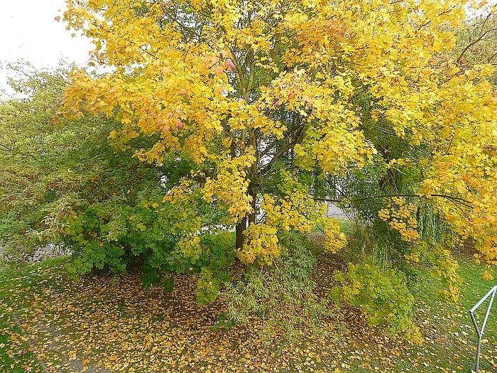 kn-Forum: Wieder Baumf&auml;llungen