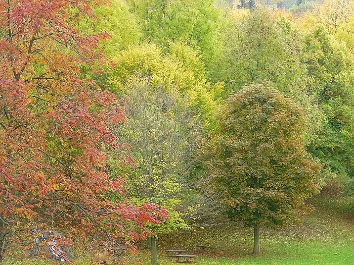 kn-Forum: Wieder Baumf&auml;llungen