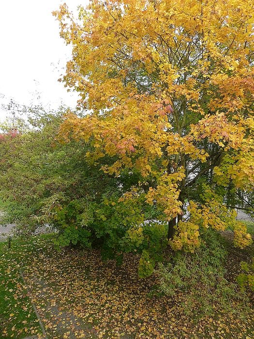 kn-Forum: Wieder Baumf&auml;llungen